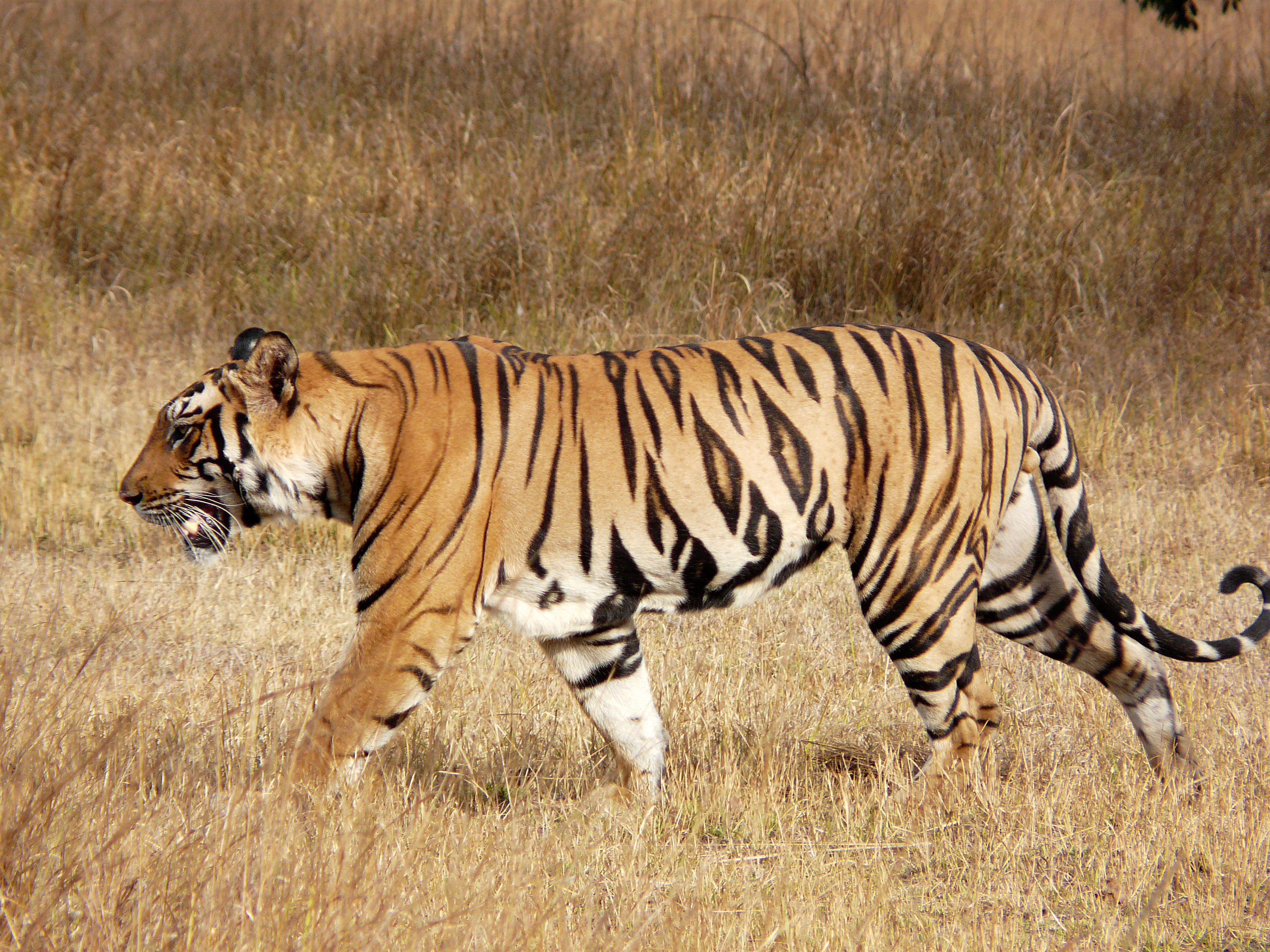 Какой тигр сильнее. Тигр в полный рост. Окраска тигра. Тигр со спины.