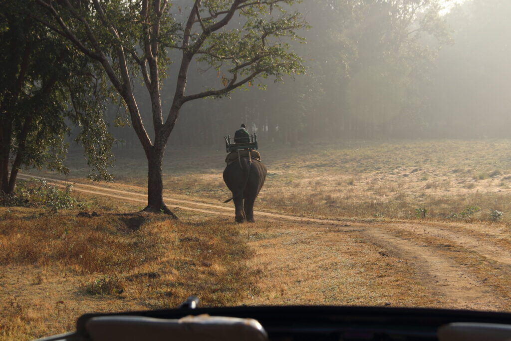 Elephant Safari