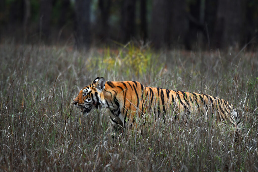 Bengal Tiger at Kanha