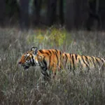 Tiger In Jabalpur